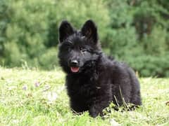 Black German shepherd puppy 0315. . 668.53. . 65