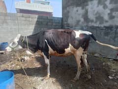 American Austrian cow