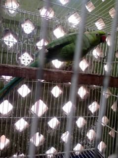 Green Ringneck Adult Male