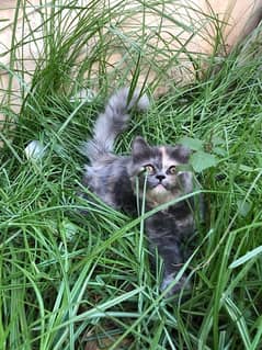 Cat persian triple coat grey female kitten