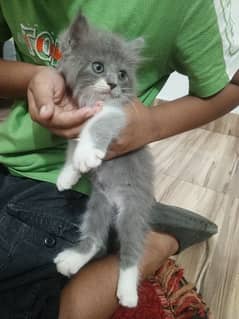 persian kitten triple coated with punch face