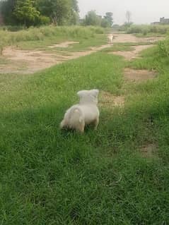 Russian puppy