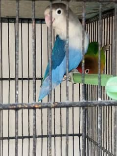 love birds for sale