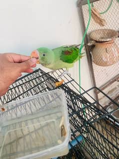 selling Kashmiri raw parrot