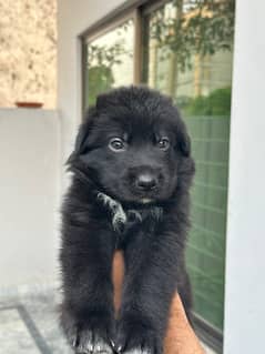 Black German shepherd/ German shepherd puppies available for sale