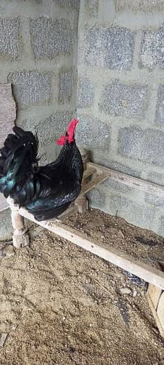 Australorp