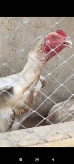 White heera aseel chicks for sale