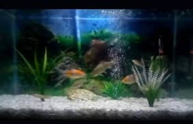 urgent sale my aquarium