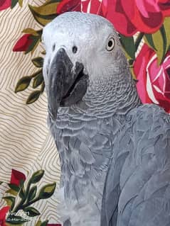 03238107169call wathsap african gerry parrot urjunt for sale