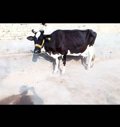 Cow for sale