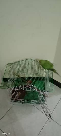 parot for sale with new cage