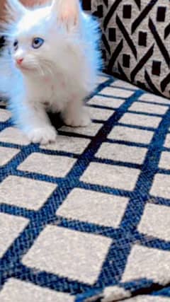 Persian cat kitten baby