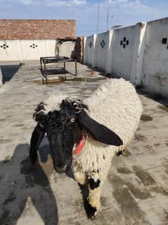 sheep | Goat | chatra | kalji male | bakri | dumba for sale