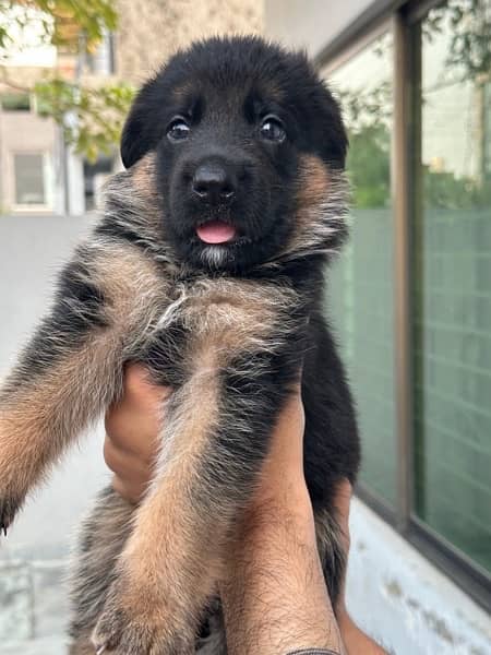 German Shepherd puppy black & tan 1 month plus age 1