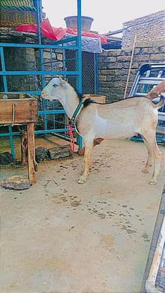 Bakra