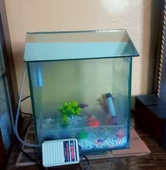 fish aquarium with oxygen pump