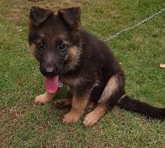 German shepherd female puppy