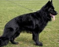 black German Shepherd long female available for sale