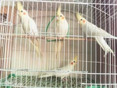 5 piece cockatiel parrots.