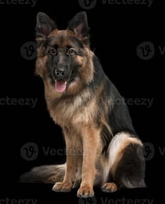 German shepherd male dog