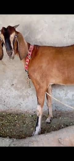 pure rajanpori bakri