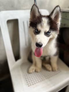 blue eyes husky male for sale