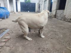 Female Labrador Dog Available