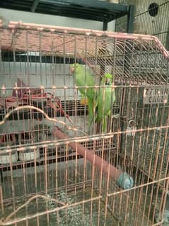 all birds for sale location bahawalpur