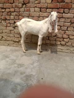 desi Bakra age 7 month health active