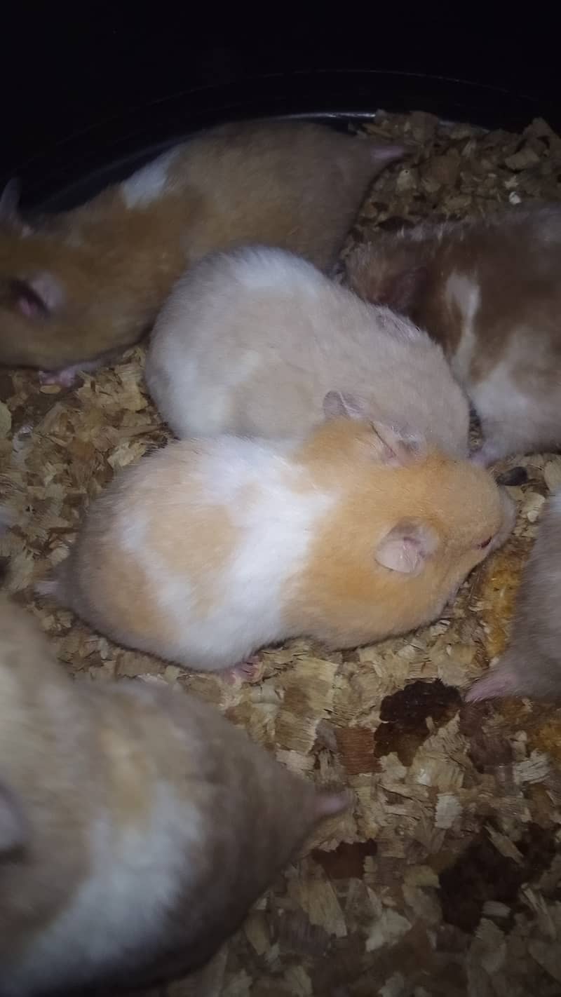 Hamster for sale. 1