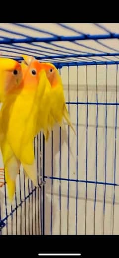 Love birds breader pair ha age 1.5 year ha 1 pair ki price ha 4500