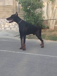 KCP pedigree  Doberman male