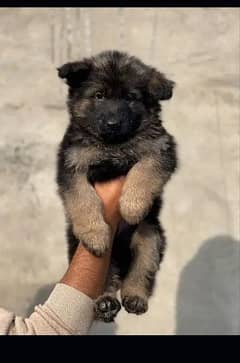 German Shepherd Long Coat Pups