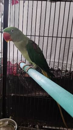 Selling my healthy Alexandrine Raw Parrot