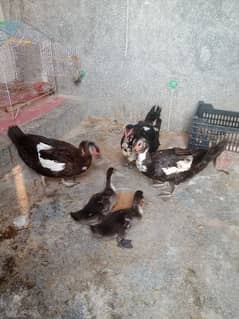 Muscovy duck pair nd chiks for sale .