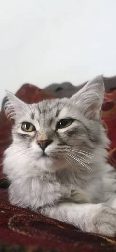 PERSIAN crossed Female cat