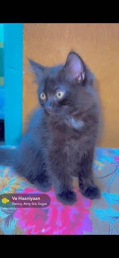 Persian cat, Persian kittens, payed adoption,each Rs. 3000, 03363614333