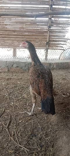 Pure Aseel breed Whatsapp 03061908536