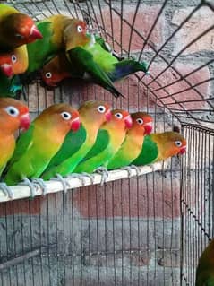 love birds fisher breeder pair