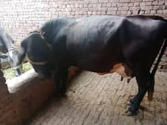 Mash Allah achi breed ki cow hy 5.5 month ki gaban hy Dhood 13 kg