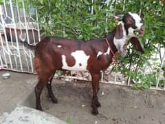 Desi bakra 5 mounth age