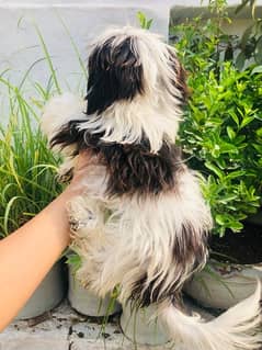 shih tzu male