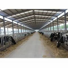 Dairy Sheds - Warehouse Sheds - Steel & Metal Sheds - Animal Sheds