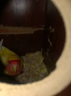 Lovebird Breed common latino 2 pairs for sell