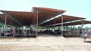 Animal Sheds - Dairy Farm Sheds - Warehouse Sheds in Pakistan