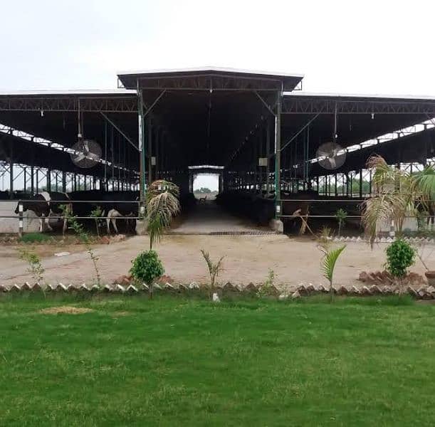 Animal Sheds - Dairy Farm Sheds - Warehouse Sheds in Pakistan 3