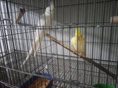 cocktail cockatiel common white eno breeder pair