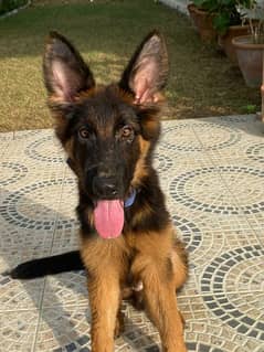 German shepherd for sale