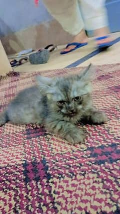 PERSIAN CAT