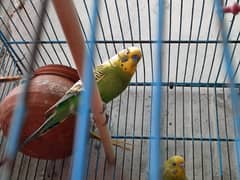 Budgies for Sale in Pakistan